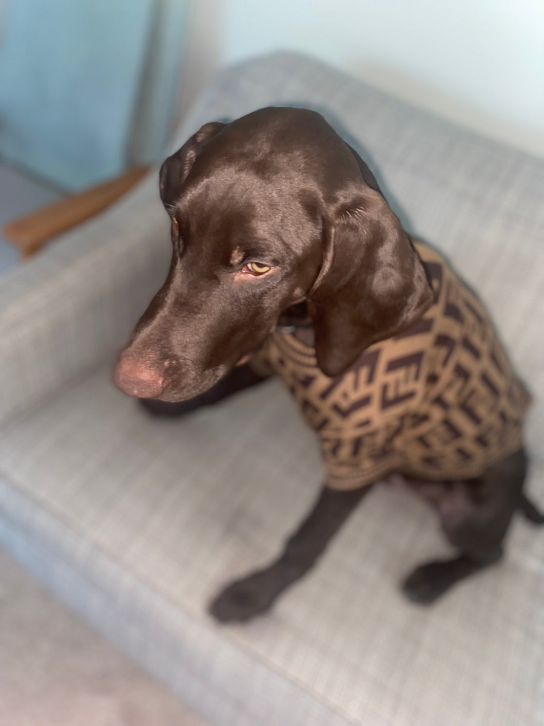 Doggie Luxury Sweater